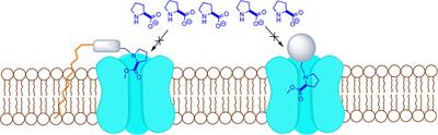 Targeting L-Proline Uptake as New Strategy for Anti-chagas Drug Development